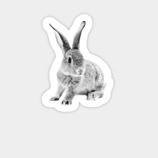 Rabbit 25 Sticker